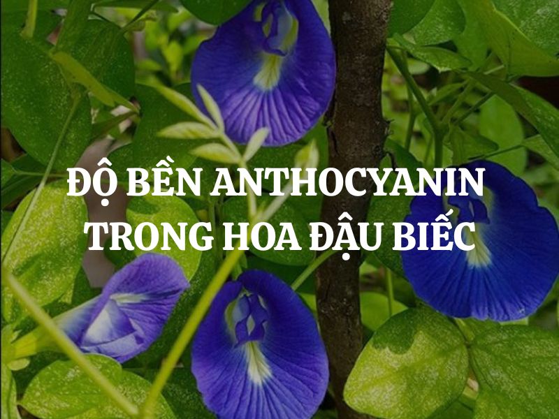 Độ bền anthocyanin trong hoa đậu biếc: Yếu tố ảnh hưởng và cách bảo quản