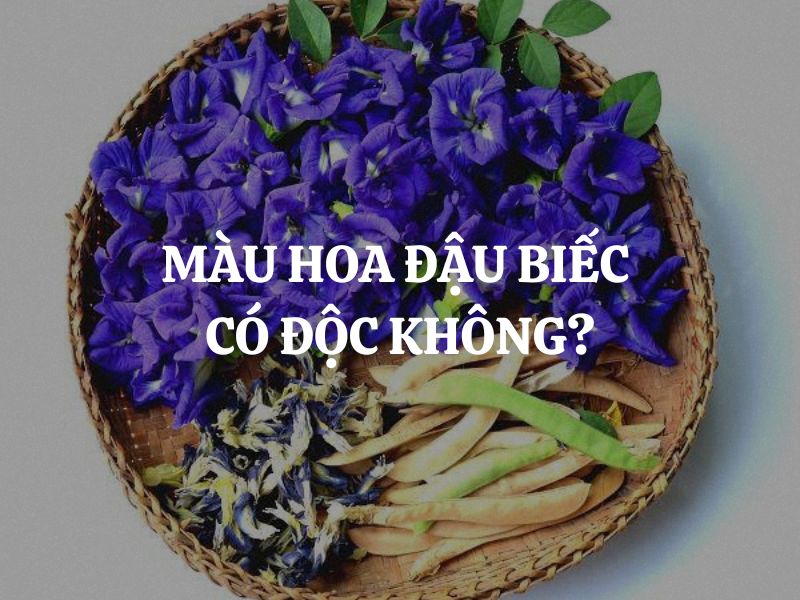 Giải đáp thắc mắc: Màu hoa đậu biếc có độc không?