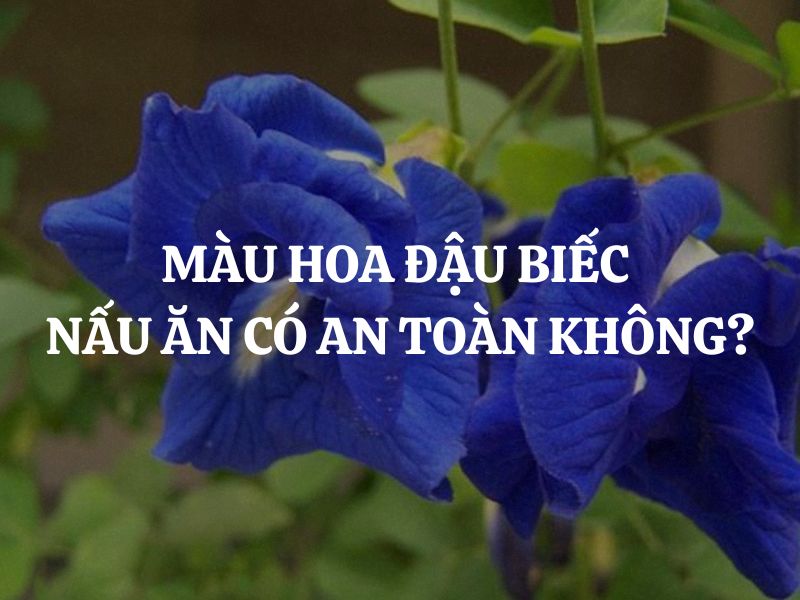 Giải đáp thắc mắc: Màu hoa đậu biếc nấu ăn có an toàn không?