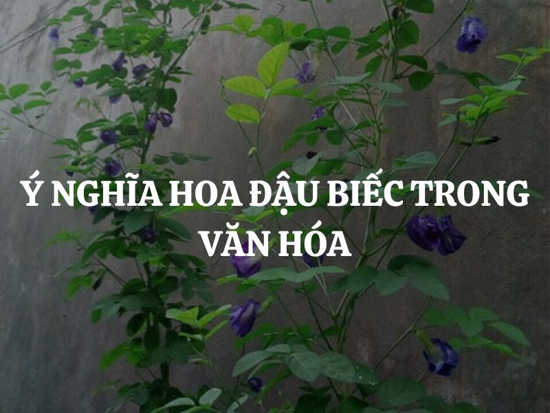 Giải mã ý nghĩa hoa đậu biếc trong văn hóa dân gian và nghệ thuật đương đại