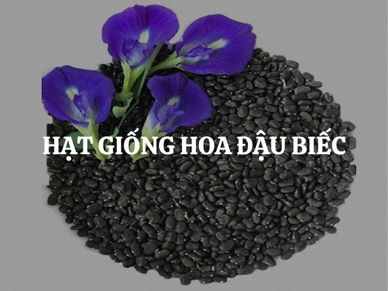 Hạt giống hoa đậu biếc có khởi nguồn từ đâu?