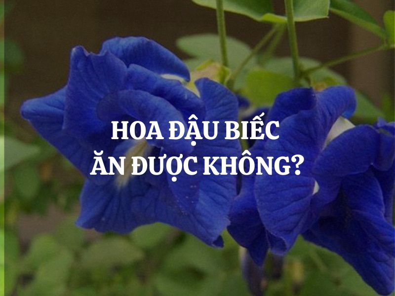 Hoa đậu biếc ăn được không? Câu trả lời đầy bất ngờ từ y học và ẩm thực