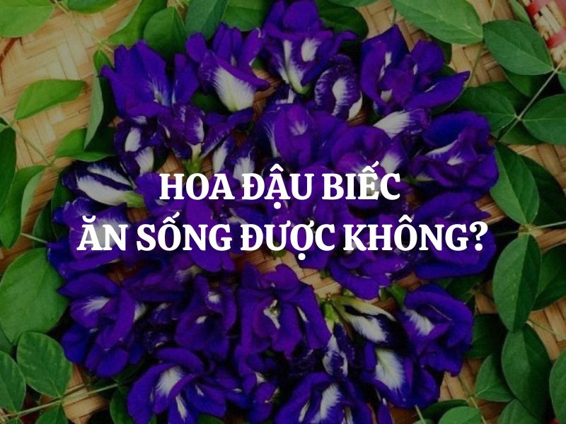 Hoa đậu biếc ăn sống được không? Giải mã công dụng và lưu ý khi sử dụng