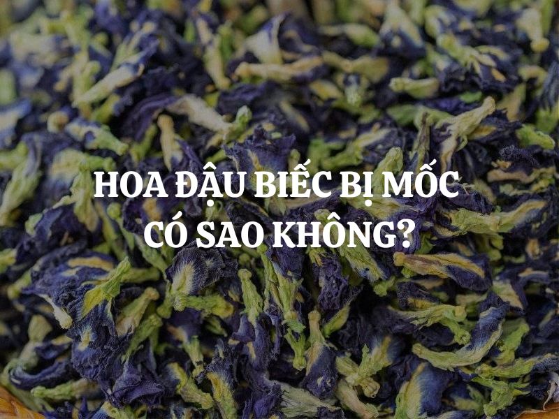 Hoa đậu biếc bị mốc có sao không? Cảnh báo sức khỏe không nên bỏ qua