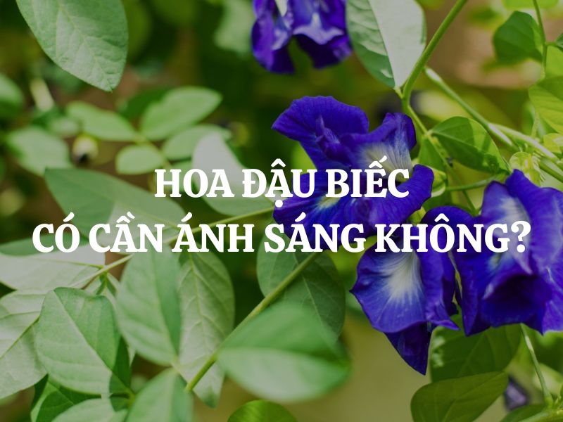 Hoa đậu biếc có cần ánh sáng không? Tầm quan trọng của ánh sáng đối với hoa đậu biếc