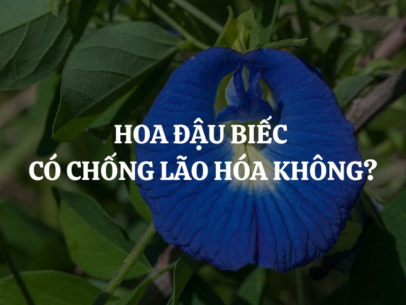 Hoa đậu biếc có chống lão hóa không? Tác động chống lão hóa của hoa đậu biếc
