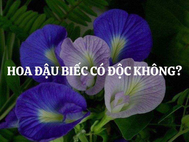 Hoa đậu biếc có độc không? Giải đáp từ góc nhìn khoa học và thực tế
