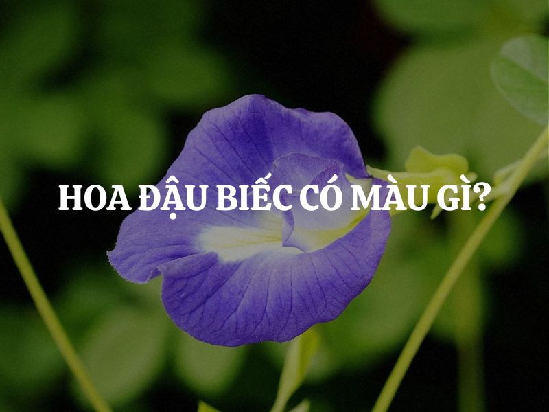 Hoa đậu biếc có màu gì? Tìm hiểu cơ chế tạo màu của hoa đậu biếc