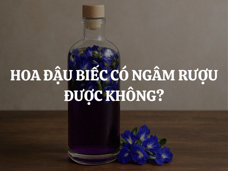 Hoa đậu biếc có ngâm rượu được không? Những lưu ý quan trọng khi sử dụng