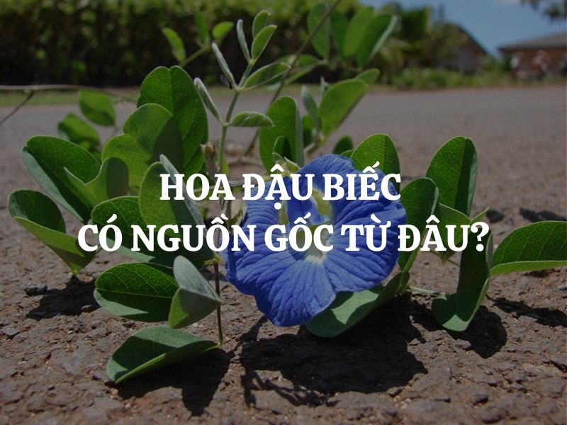 Hoa đậu biếc có nguồn gốc từ đâu? Khám phá hành trình kỳ diệu của loài hoa này