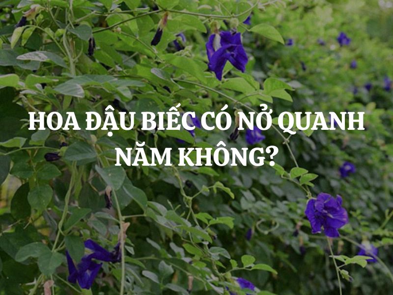 Hoa đậu biếc có nở quanh năm không? Chu kỳ ra hoa tự nhiên của hoa đậu biếc