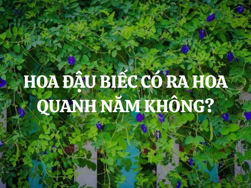 Hoa đậu biếc có ra hoa quanh năm không? Chu kỳ ra hoa của cây đậu biếc