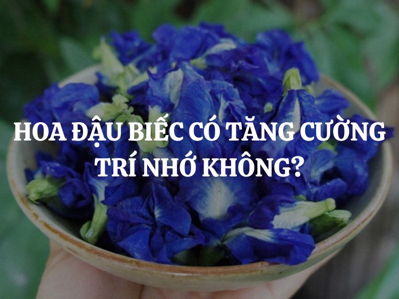 Hoa đậu biếc có tăng cường trí nhớ không? Sự thật khoa học và cách sử dụng hiệu quả