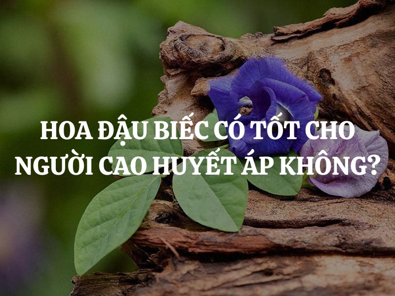 Hoa đậu biếc có tốt cho người cao huyết áp không? Những tác dụng cụ thể