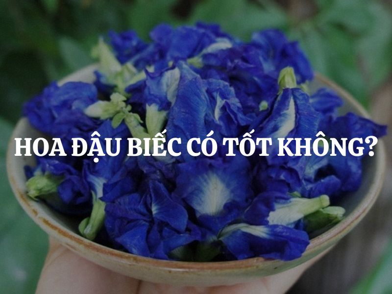Hoa đậu biếc có tốt không? Sự thật từ khoa học đến thực tế cuộc sống