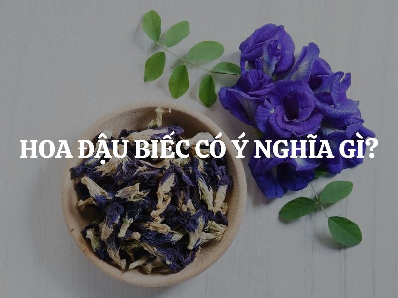 Hoa đậu biếc có ý nghĩa gì? Giải mã ý nghĩa văn hóa và tâm linh sâu sắc của hoa đậu biếc