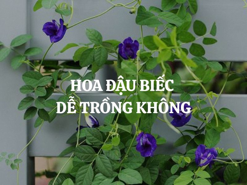 Hoa đậu biếc dễ trồng không? Bí quyết trồng cây ra hoa quanh năm