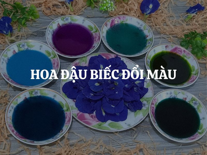 Hoa đậu biếc đổi màu: Hiện tượng tự nhiên kỳ thú khiến bao người say mê