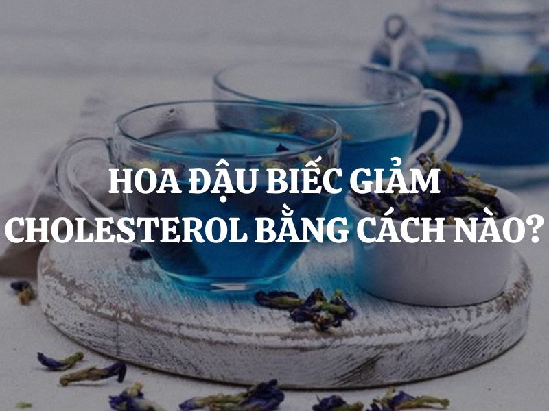 Hoa đậu biếc giảm cholesterol bằng cách nào? Những tác dụng ít ai biết đến