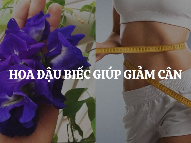 Hoa đậu biếc giúp giảm cân hiệu quả và an toàn như thế nào?