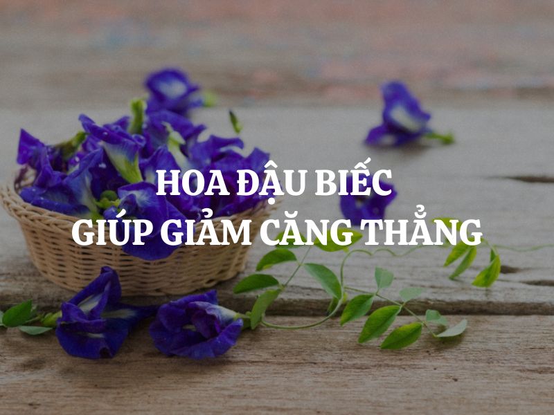 Hoa đậu biếc giúp giảm căng thẳng: Giải pháp an thần từ thiên nhiên