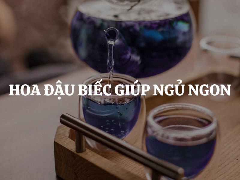 Hoa đậu biếc giúp ngủ ngon có đúng sự thật không? Các hoạt chất nào hỗ trợ giấc ngủ?