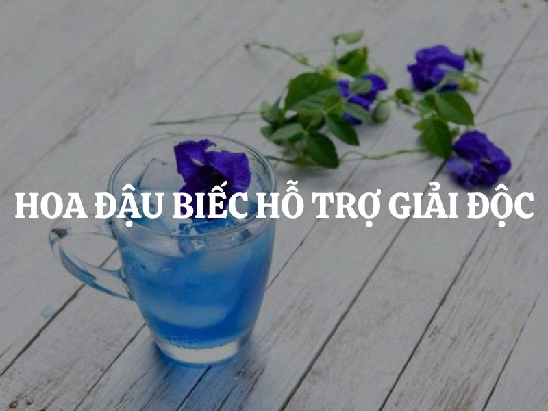 Hoa đậu biếc hỗ trợ giải độc cơ thể như thế nào? Cách sử dụng hoa đậu biếc để giải độc