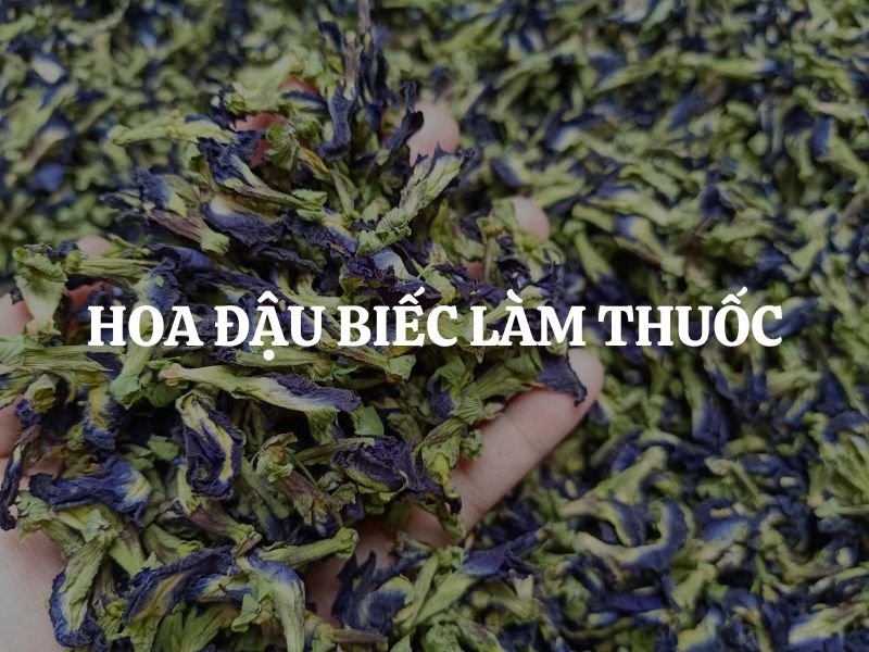 Hoa đậu biếc làm thuốc: Dược liệu quý từ thiên nhiên cho sức khỏe toàn diện