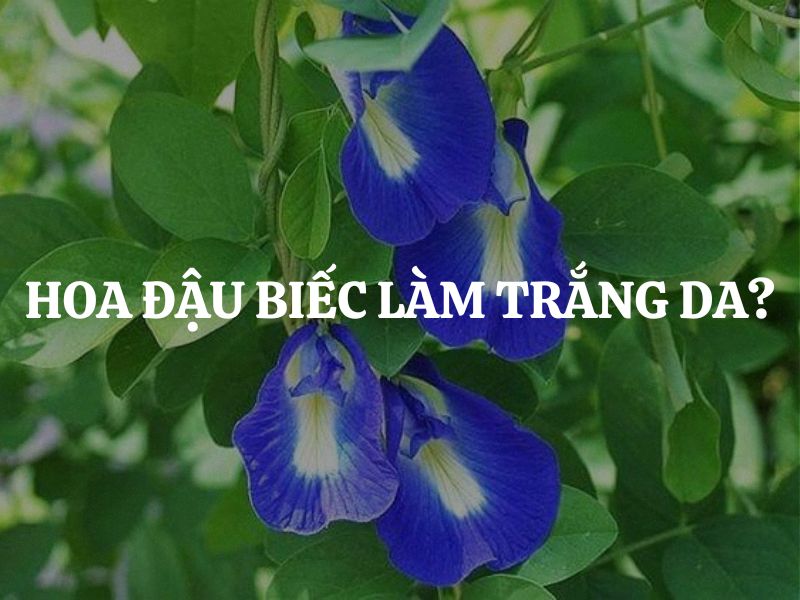 Hoa đậu biếc làm trắng da: Thực hư thế nào & Cách dùng hiệu quả