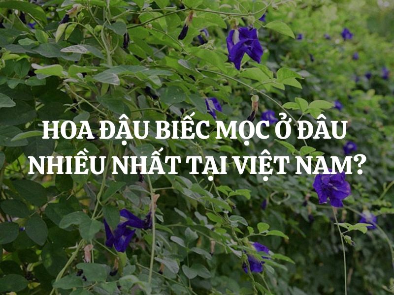Hoa đậu biếc mọc ở đâu nhiều nhất tại Việt Nam? Đặc điểm sinh thái của hoa đậu biếc