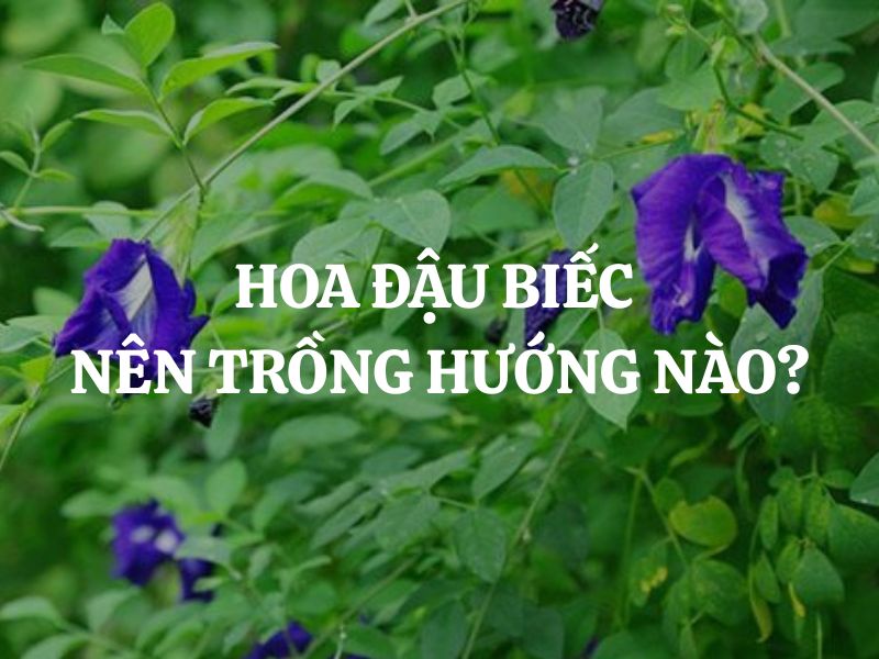Hoa đậu biếc nên trồng hướng nào? Vị trí lý tưởng cho giàn hoa nở rộ