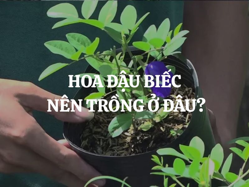 Hoa đậu biếc nên trồng ở đâu để ra hoa sai và phát triển tốt nhất?