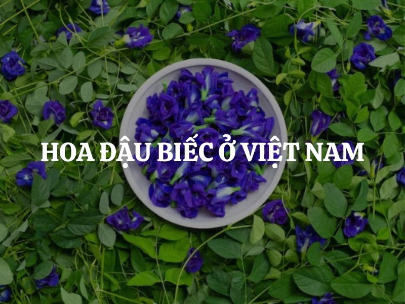 Hoa đậu biếc ở Việt Nam có nguồn gốc từ đâu?
