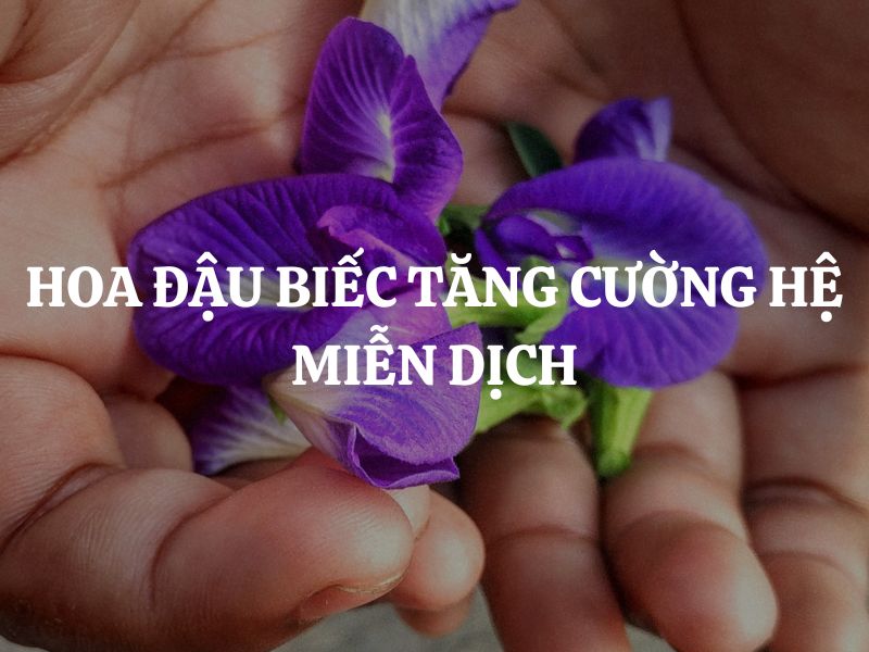Hoa đậu biếc tăng cường hệ miễn dịch bằng cơ chế nào?