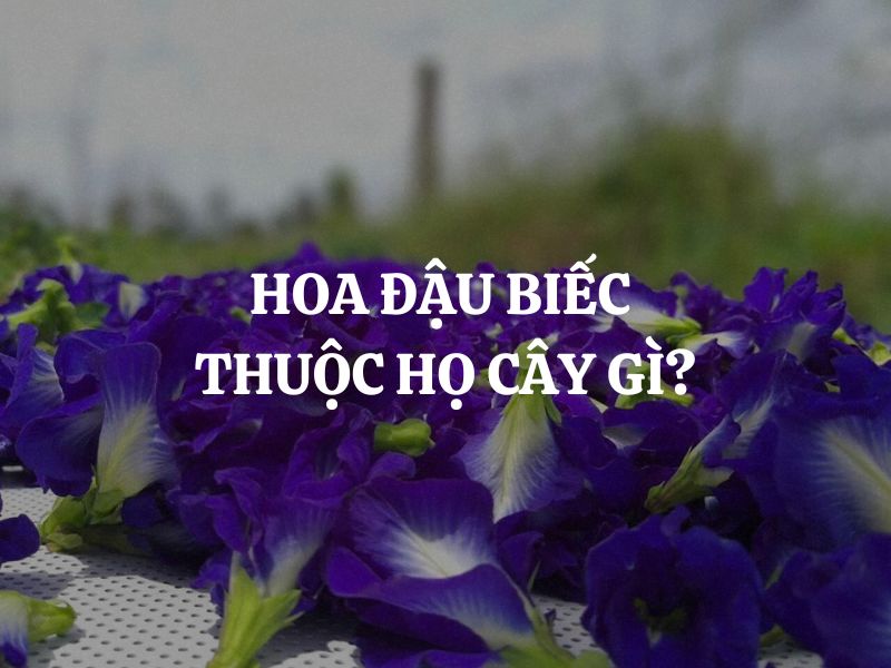 Hoa đậu biếc thuộc họ cây gì? Vị trí phân loại của hoa đậu biếc