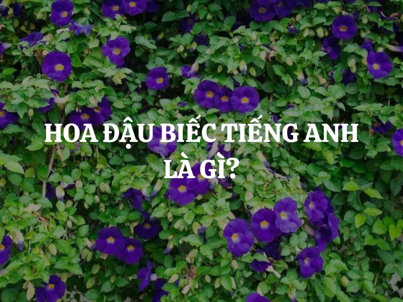 Hoa đậu biếc tiếng Anh là gì? Những thông tin cần biết về Hoa đậu biếc