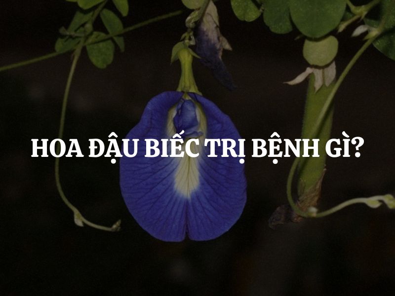 Hoa đậu biếc trị bệnh gì? Tìm hiểu cơ chế hỗ trợ sức khỏe của hoa đậu biếc