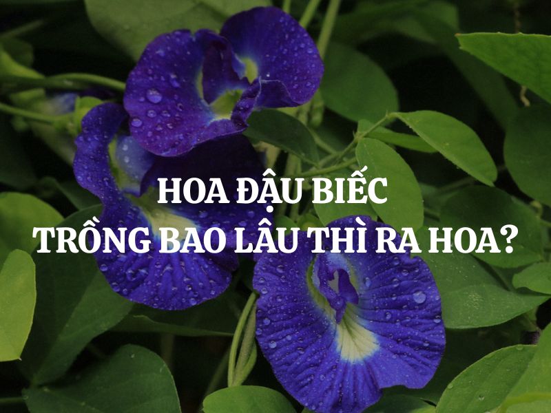 Hoa đậu biếc trồng bao lâu thì ra hoa? Thời gian và cách chăm sóc để hoa nở đẹp