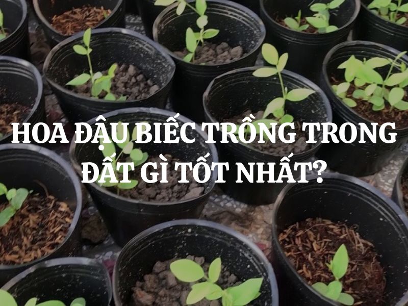 Hoa đậu biếc trồng trong đất gì tốt nhất để cây phát triển khỏe mạnh?