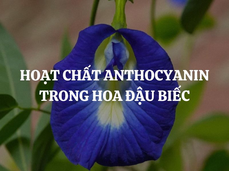 Hoạt chất Anthocyanin trong hoa đậu biếc có cơ chế hoạt động như thế nào?