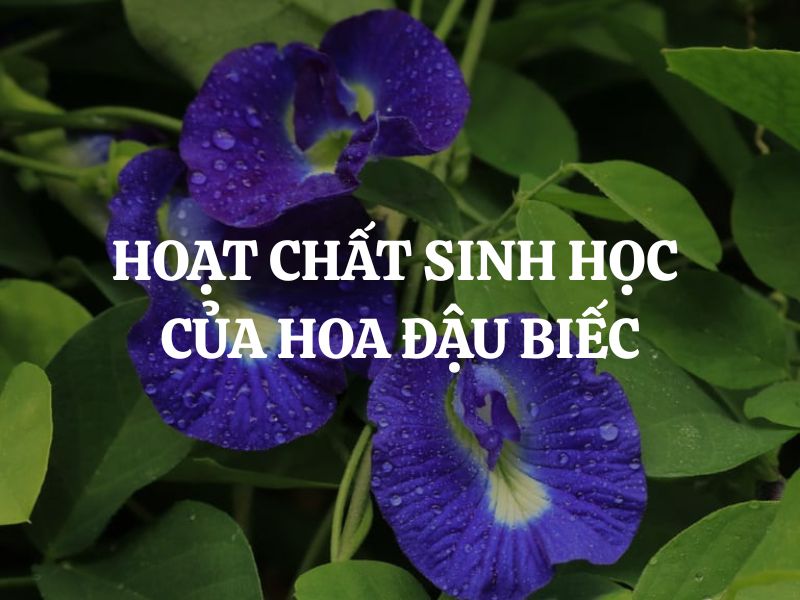 Hoạt chất sinh học của hoa đậu biếc và tiềm năng ứng dụng trong đời sống