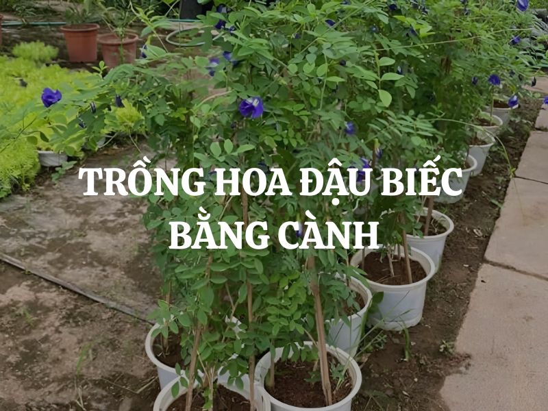 Hướng dẫn cách trồng hoa đậu biếc bằng cành cực đơn giản ngay tại nhà