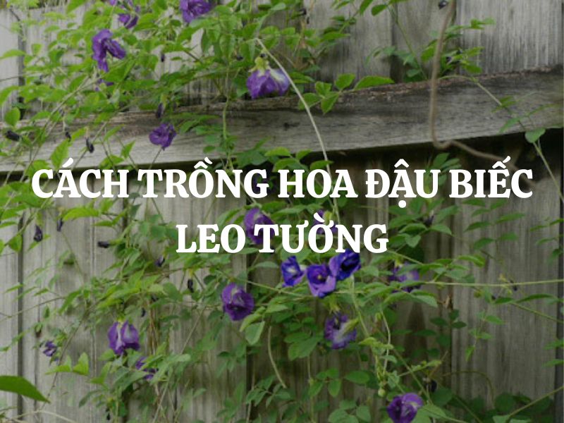 Hướng dẫn cách trồng hoa đậu biếc leo tường đẹp, ra hoa quanh năm