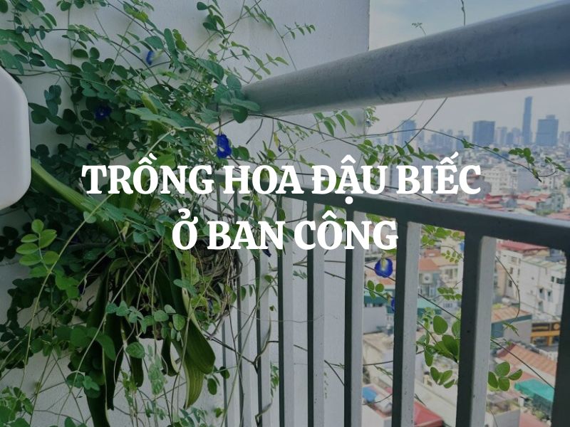 Hướng dẫn cách trồng hoa đậu biếc ở ban công cho người mới bắt đầu