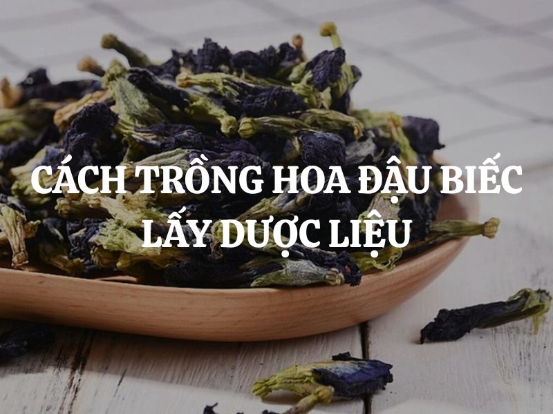 Hướng dẫn chi tiết cách trồng hoa đậu biếc lấy dược liệu