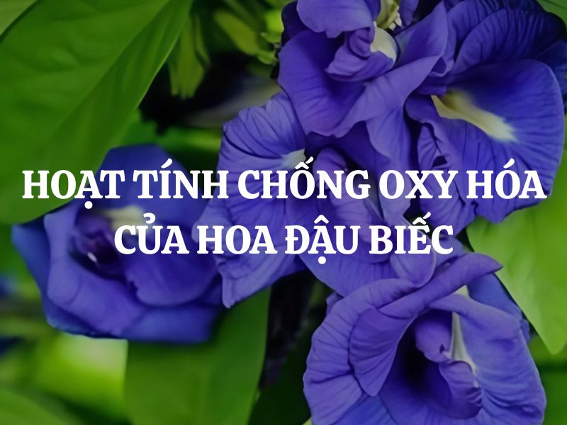 Khám phá hoạt tính chống oxy hóa của hoa đậu biếc: Các hợp chất nổi bật