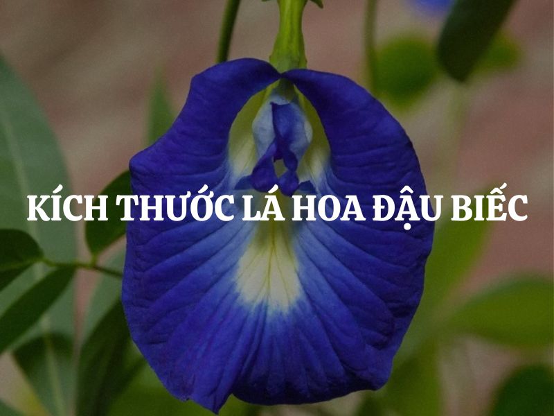 Kích thước lá hoa đậu biếc: Đặc điểm thực vật học quan trọng nhưng ít người chú ý