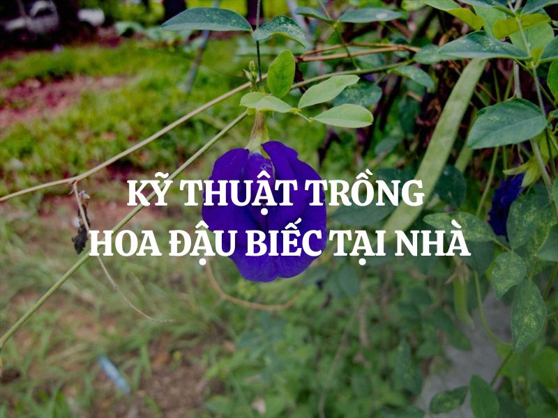 Kỹ thuật trồng hoa đậu biếc tại nhà: Bí quyết để có giàn hoa xanh tím rực rỡ