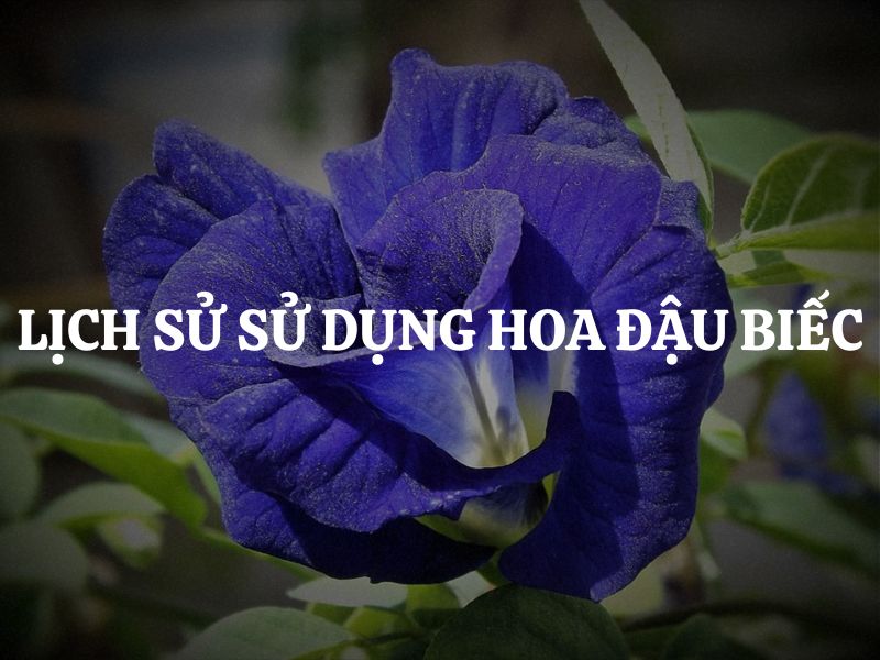 Tìm hiểu lịch sử sử dụng hoa đậu biếc từ truyền thống đến hiện đại