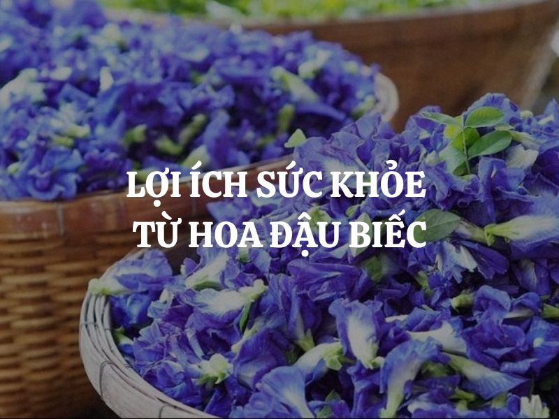 Lợi ích sức khỏe từ hoa đậu biếc khiến nhiều người bất ngờ